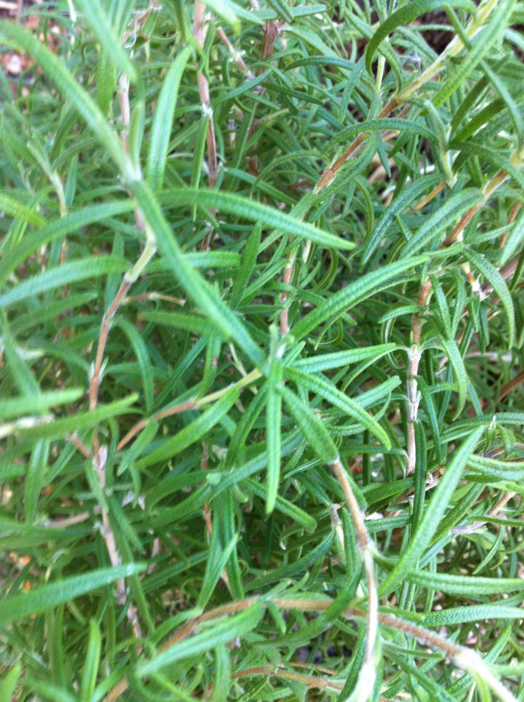 thicket of rosemary