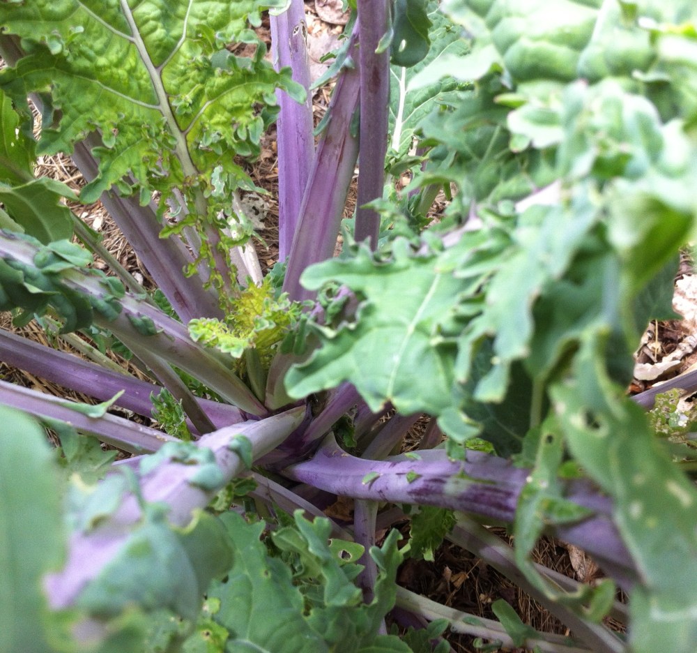 the hearty Paonia transplant