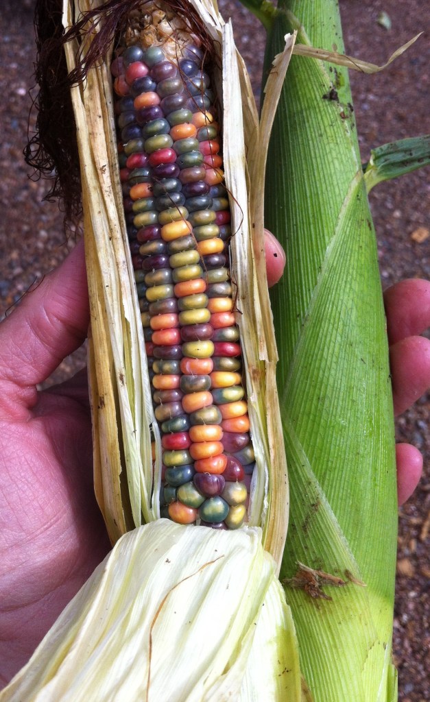 the first, magical ear!