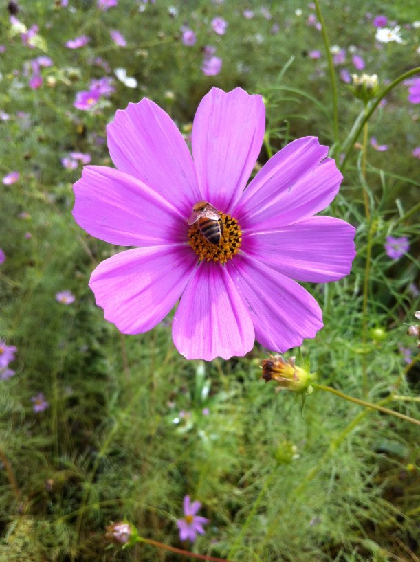 bees in the cosmos