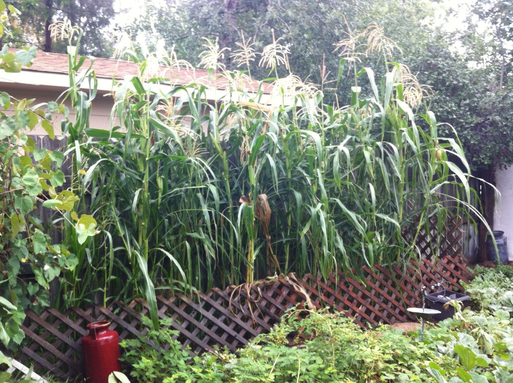Little gem studded plot: Our tall stand of Glass Gem corn