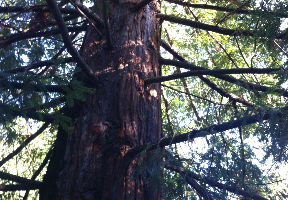 the incredible redwood