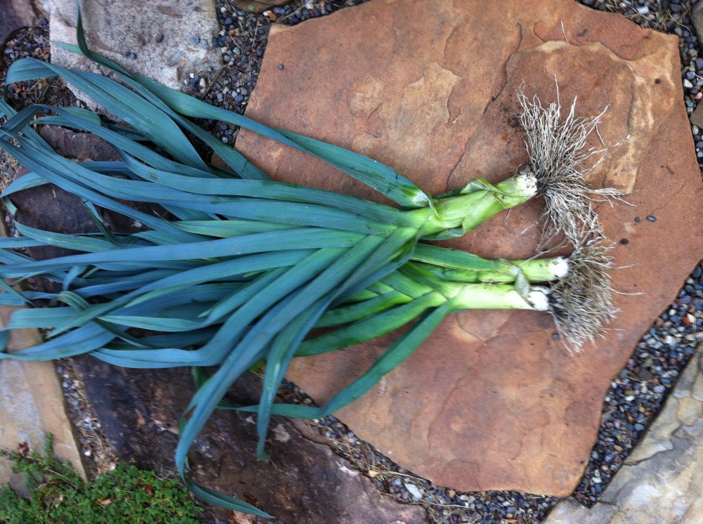 oh, for the love of leeks!
