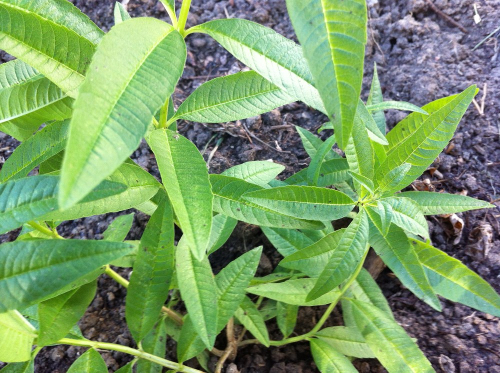 lemon verbena...