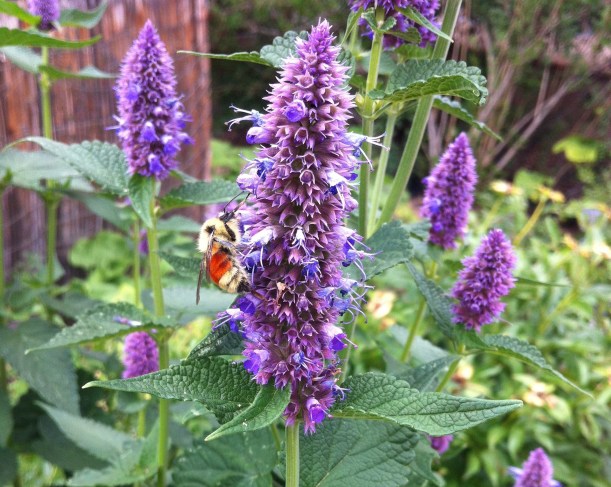 Shambhala Mountain Center bees and mint