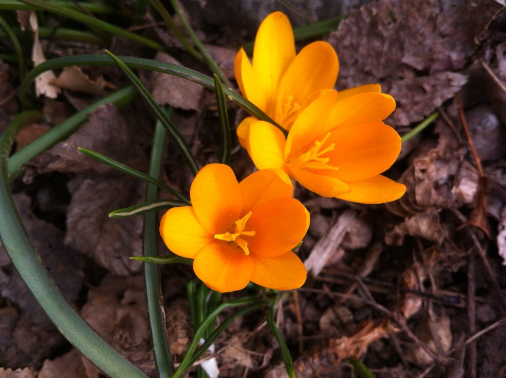 the first crocus