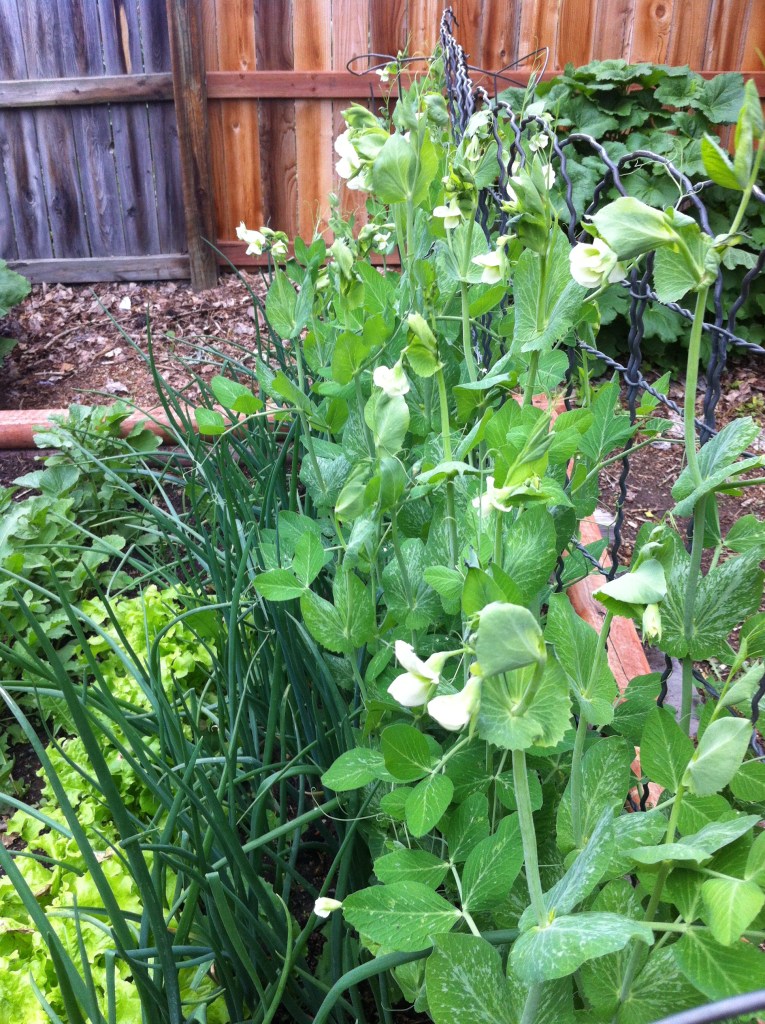 snap peas in full flower!
