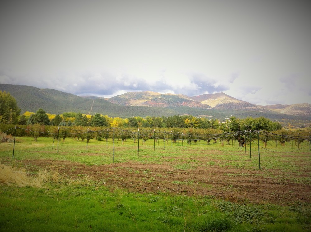 orchard smoothing into foothills