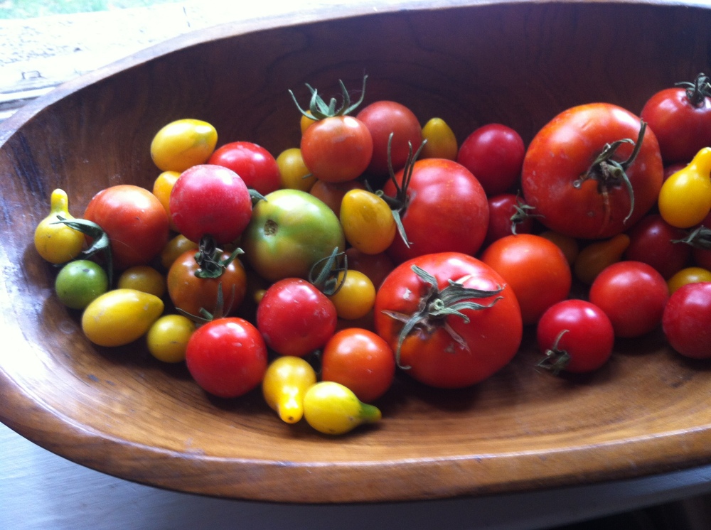 a tumble of tomatoes