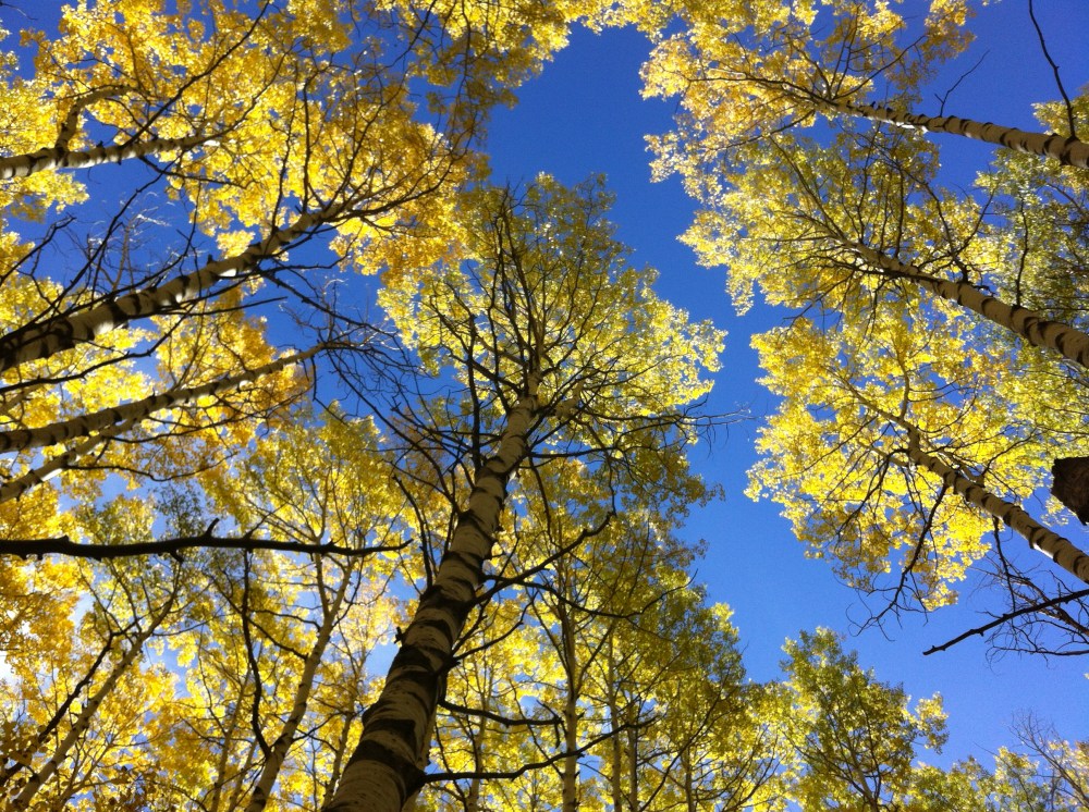 You just have to stop and look up.