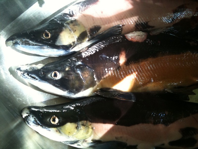 Colorado kokanee salmon