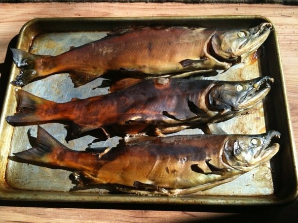 smoked kokanees