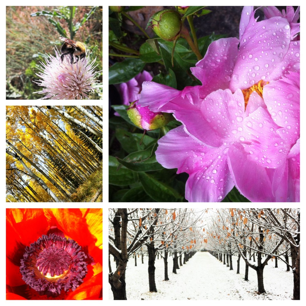 Moments of Light 10 note card set, two each of these photos