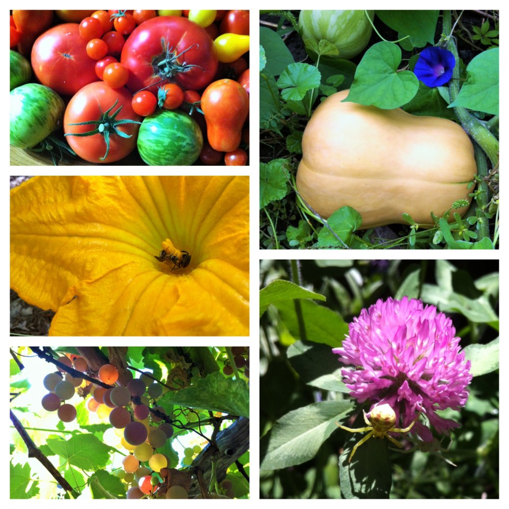 In the Garden 10 pack notecard set, two each of each photo