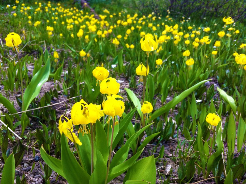 yellow fawn lily