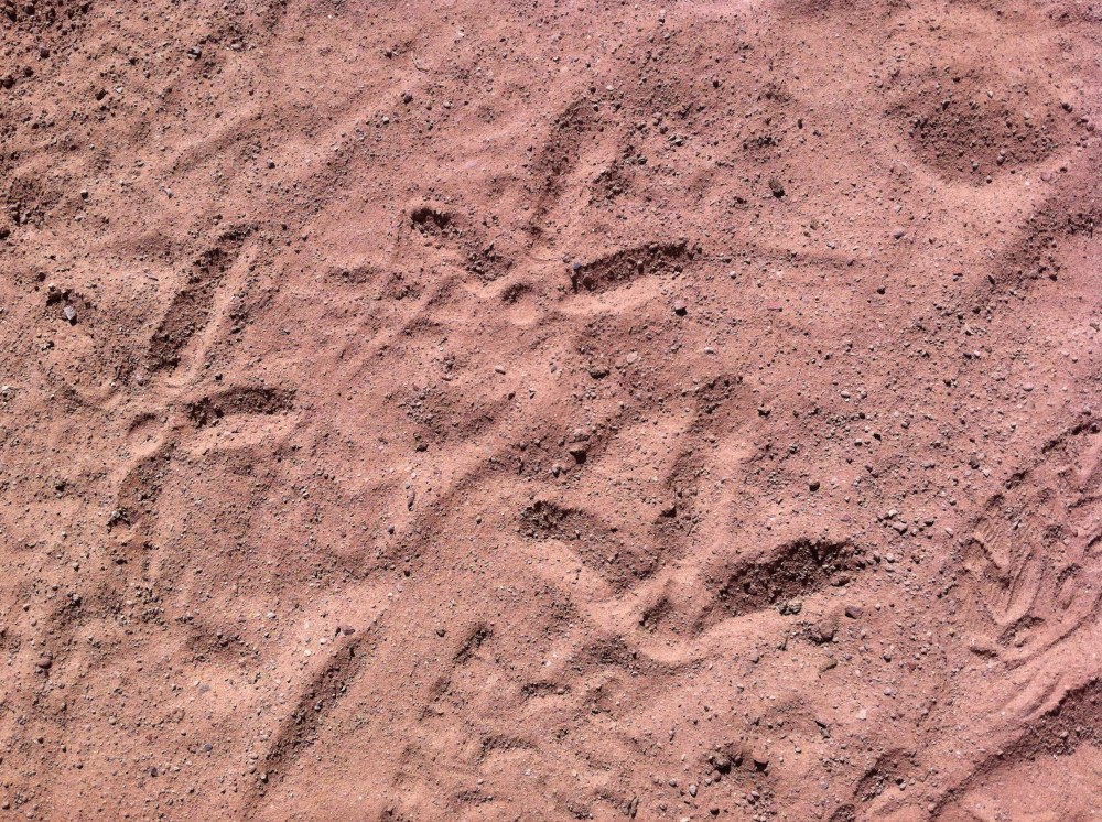 sandhill crane print mosaic in Dominguez canyon