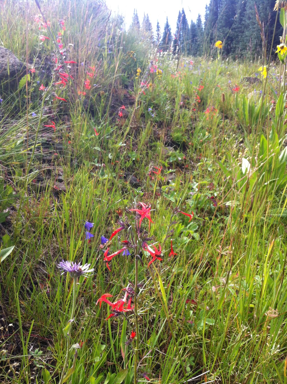 flower studded hillside up to the forest