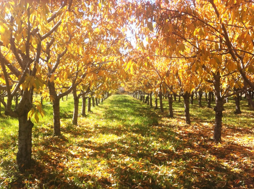 November peach orchard