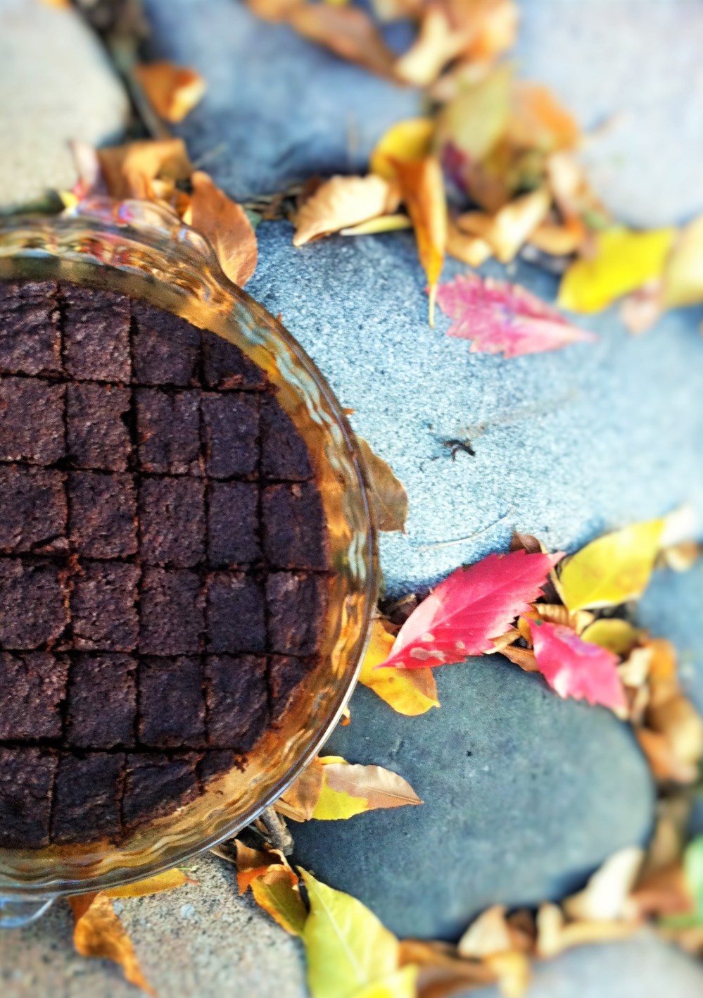 Double Coconut Chocolate Brownies on a Perfect FAll Day
